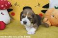 Chiot Beagle LOF