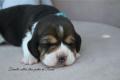 Chiot Beagle LOF