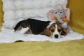 Chiot Beagle LOF
