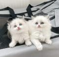 A DONNER:04 Chatons Pure Race RAGDOLL à Donner