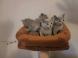 A DONNER: Chatons Pure Race chatons Bleus Russes à Donner