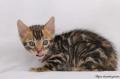 Adorables chatons bengal à donner