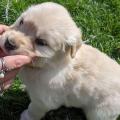 Chiots Golden retriever A Donner Pour Adoption