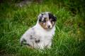 Donne deux chiots berger australien 