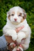 Donne deux chiots berger australien 