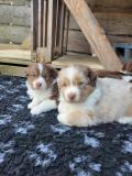 Donne deux chiots berger australien 