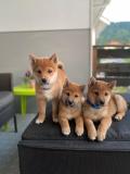 SHIBA Inu chiots