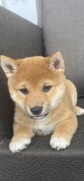 SHIBA Inu chiots