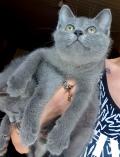 Chatons chartreux