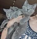 Chatons chartreux