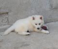 Chiots Bergers Blanc Suisse LOF à à Réserver