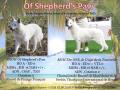 Chiots Bergers Blanc Suisse LOF à à Réserver