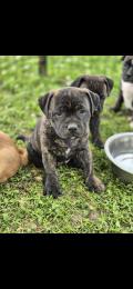 Chiot Staffie LOF