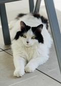 Luna - A donner - Chatte très affectueuse