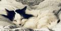 Luna - A donner - Chatte très affectueuse