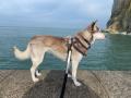 Éducation canine gratuite 