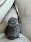 Magnifique chatons British à vendre 