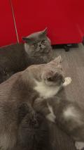 Magnifique chatons British à vendre 