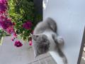 Magnifique chatons British à vendre 