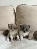 Magnifique chatons British à vendre 