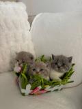 Magnifique chatons British à vendre 