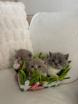 Magnifique chatons British à vendre 