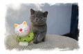 Chaton Persan et Exotic Shorthair