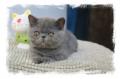 Chaton Persan et Exotic Shorthair