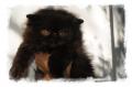Chaton Persan et Exotic Shorthair