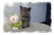 Chaton Persan et Exotic Shorthair