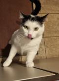 Chat femelle à adopter 