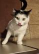 Chat femelle à adopter 