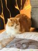 Chat femelle 9 ans