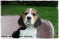 Chiot Beagle Pedigree