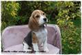 Chiot Beagle Pedigree