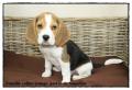 Chiot Beagle Pedigree