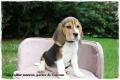 Chiot Beagle Pedigree