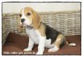 Chiot Beagle Pedigree