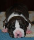 Chiots american staff (amstaff, staff) disponible