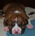 Chiots american staff (amstaff, staff) disponible