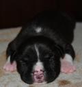 Chiots american staff (amstaff, staff) disponible