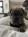 Chiots bouledogues français 