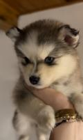 Magnifique pomsky f4 petit gabarit 