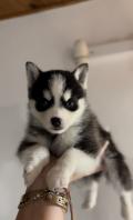 Magnifique pomsky f4 petit gabarit 