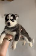 Magnifique pomsky f4 petit gabarit 