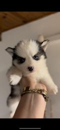 Magnifique pomsky f4 petit gabarit 