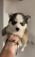 Magnifique pomsky f4 petit gabarit 