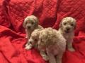 Chiots Caniches Nains à Adopter