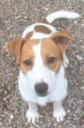 Chiots Jack-Russell pure race suisse