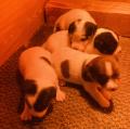 Chiots Jack-Russell pure race suisse